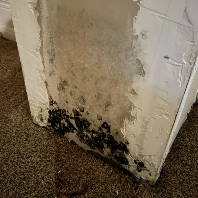 Professional Mold Removal in Murphy, NC